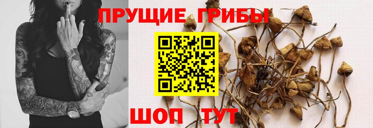 Галлюциногенные грибы Magic Shrooms  где купить   Кинель  Вход с VPN 